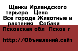 Щенки Ирландского терьера › Цена ­ 30 000 - Все города Животные и растения » Собаки   . Псковская обл.,Псков г.